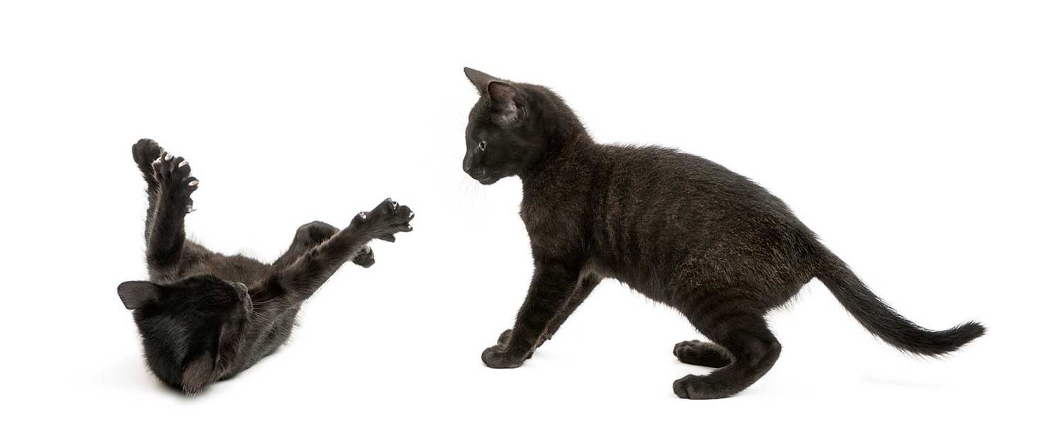 Two black kittens playing