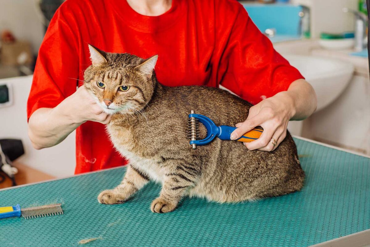 Veterinarian grooming cat with tool for shedding hair