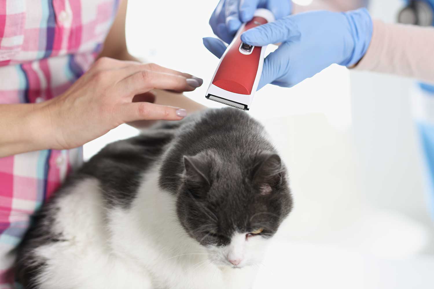 Veterinarian shearing hair of a cat