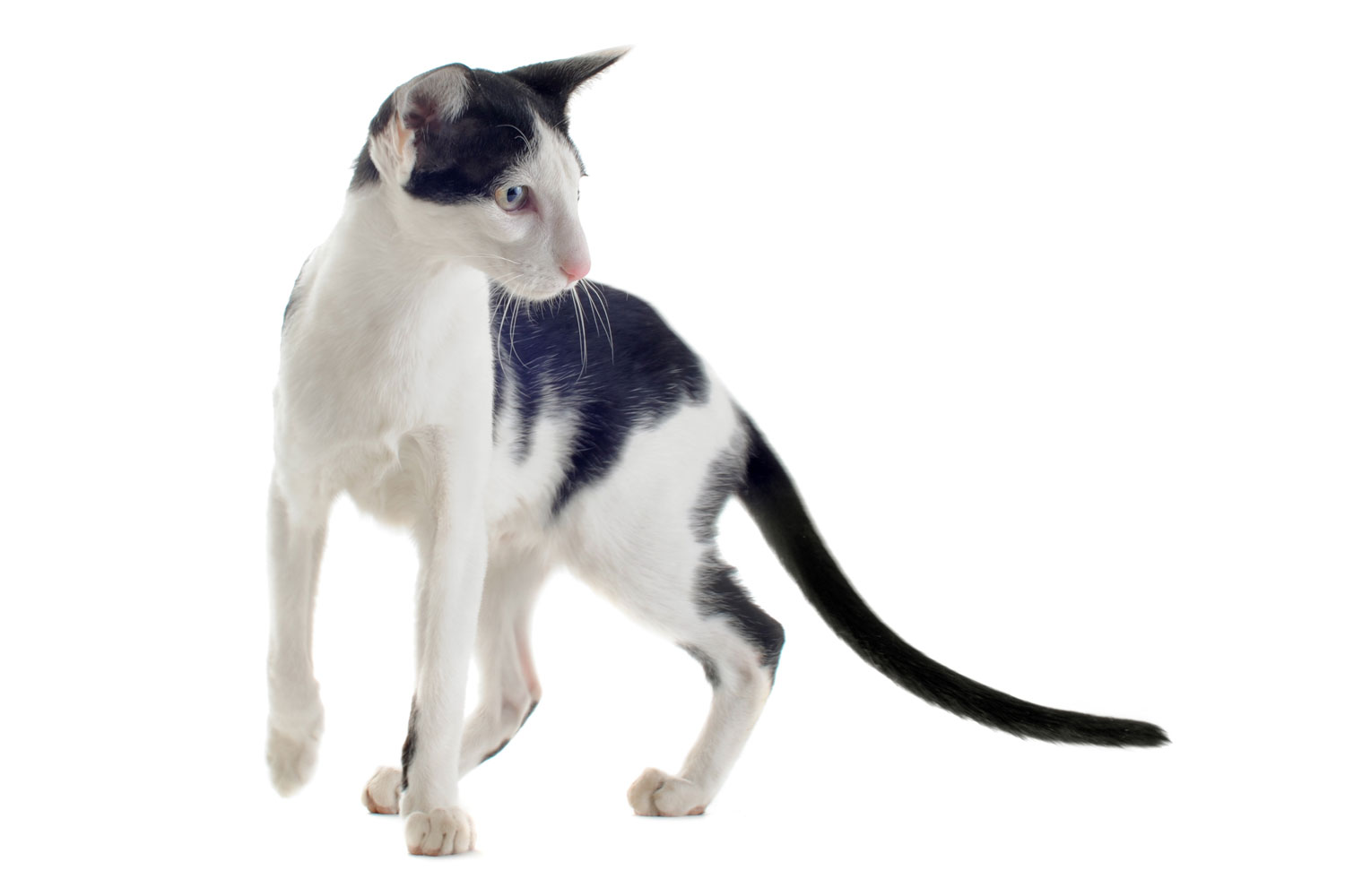 A black and white oriental cat on a white background
