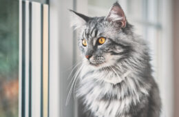 A cute fierce looking maine coon cat looking outside the window, Orange Cat Eyes: What Breed Could It Be?