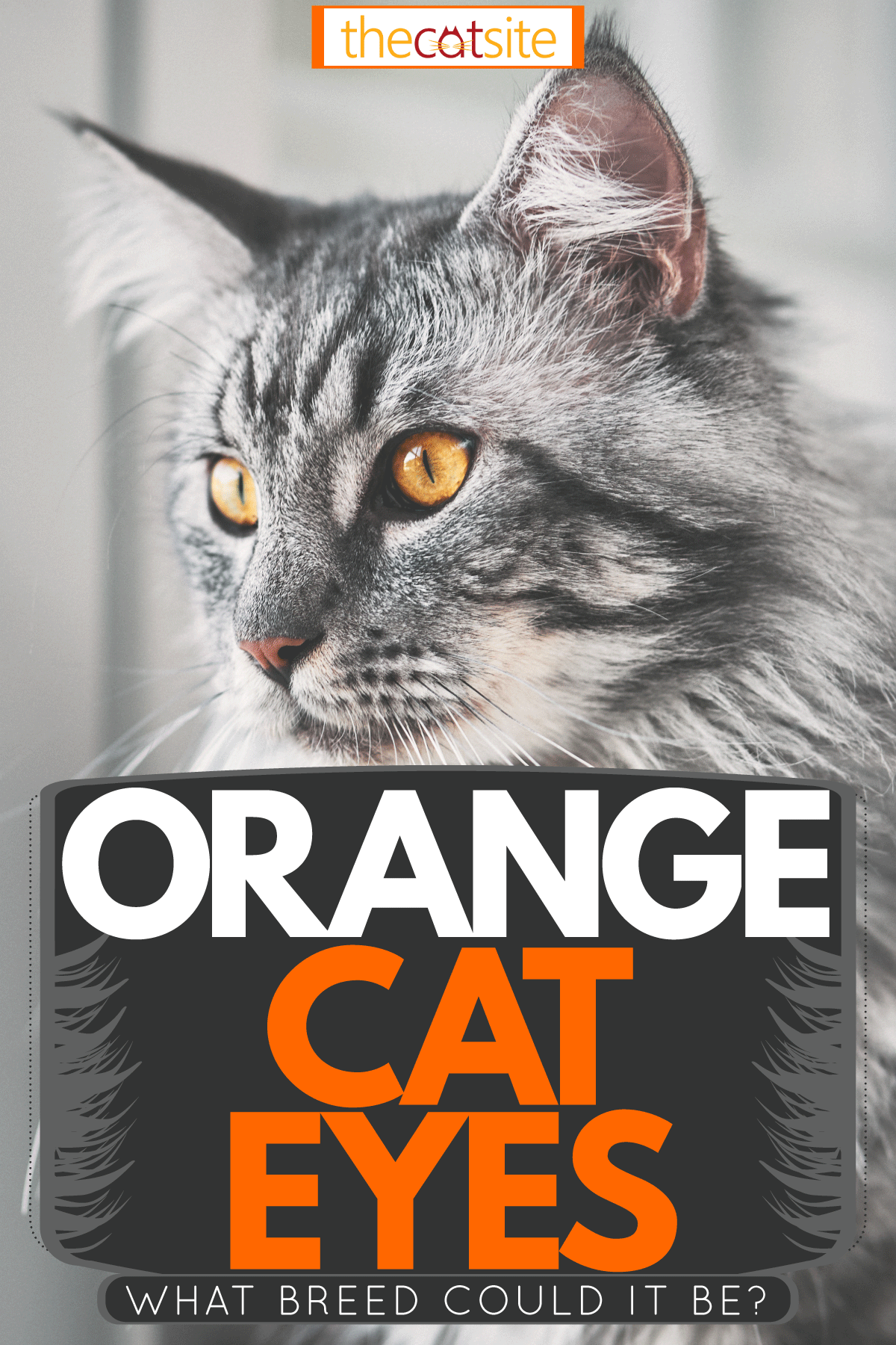 A cute fierce looking maine coon cat looking outside the window, Orange Cat Eyes: What Breed Could It Be?