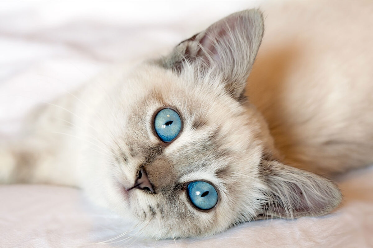 A beautiful blue eyed kitten lying in bed