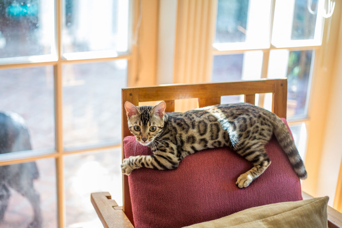 A Bengal cat playing and running around the living room