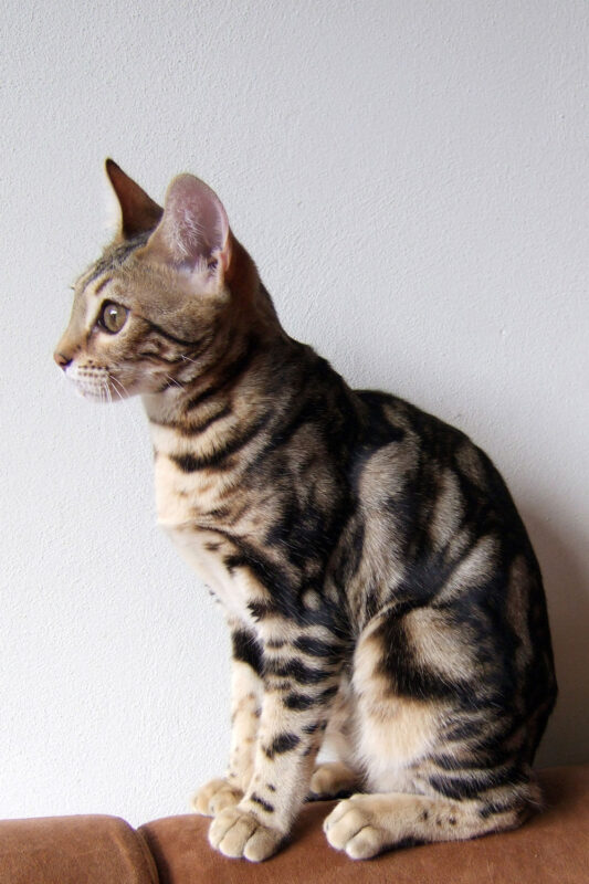 A Bengal kitten sitting on the kitchen table