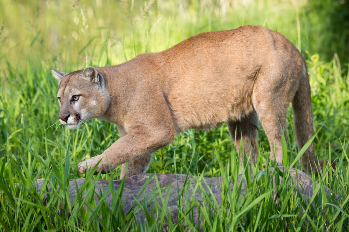 A big and strong mountain lion stalking his prey