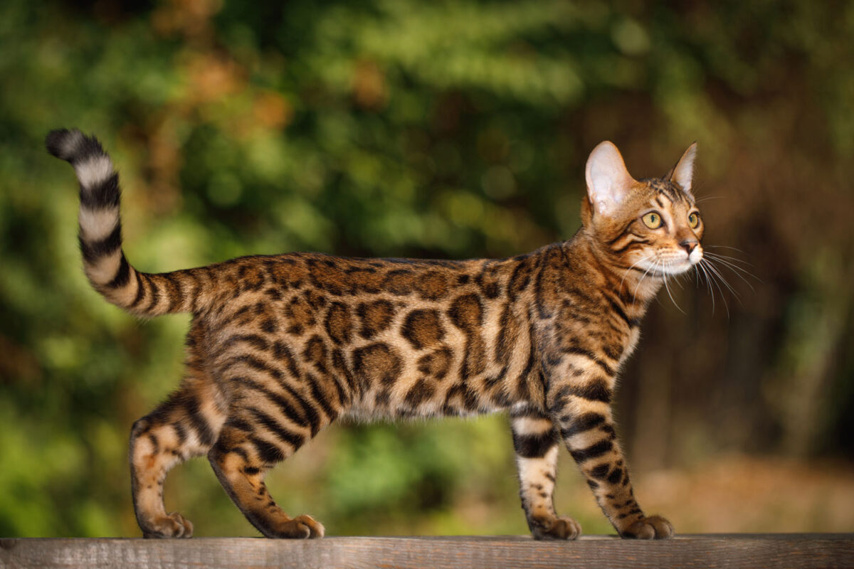 A big Bengal cat hunting outdoors for rats or others