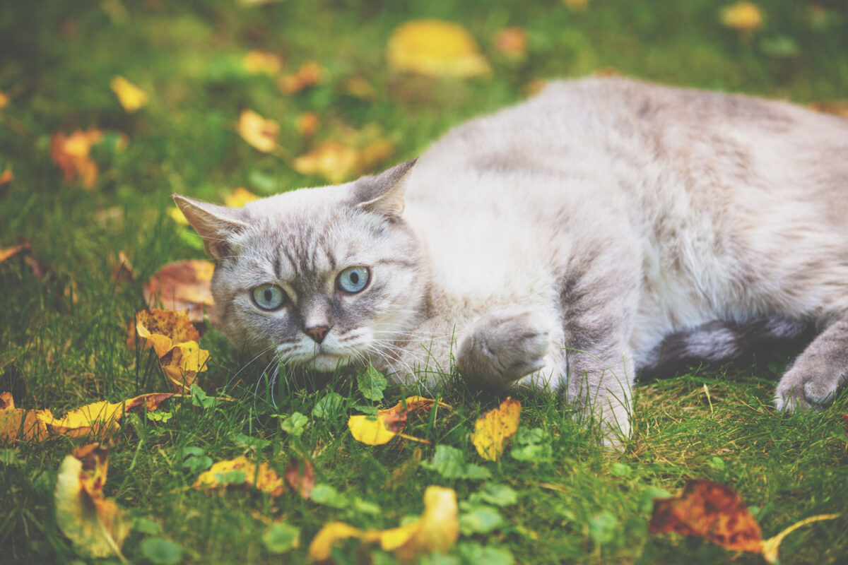 A blue lynx point Siamese cat lying on the grass