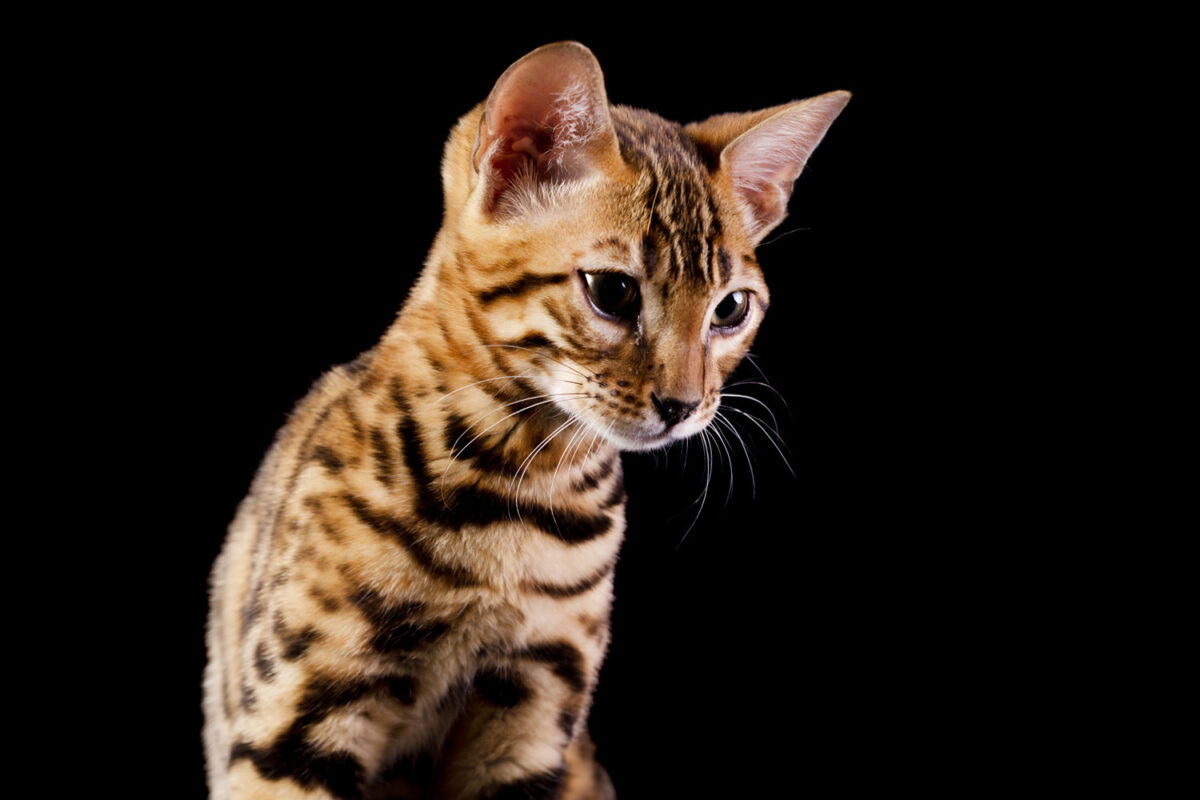 A cute Bengal kitten on a white background