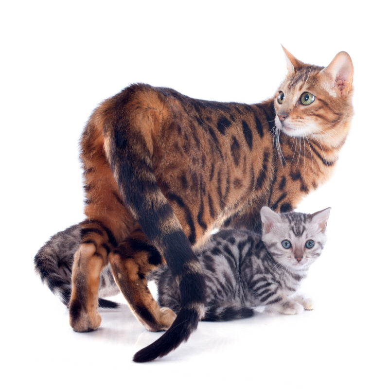 A big mother cat Bengal cat with her kittens underneath on a white background