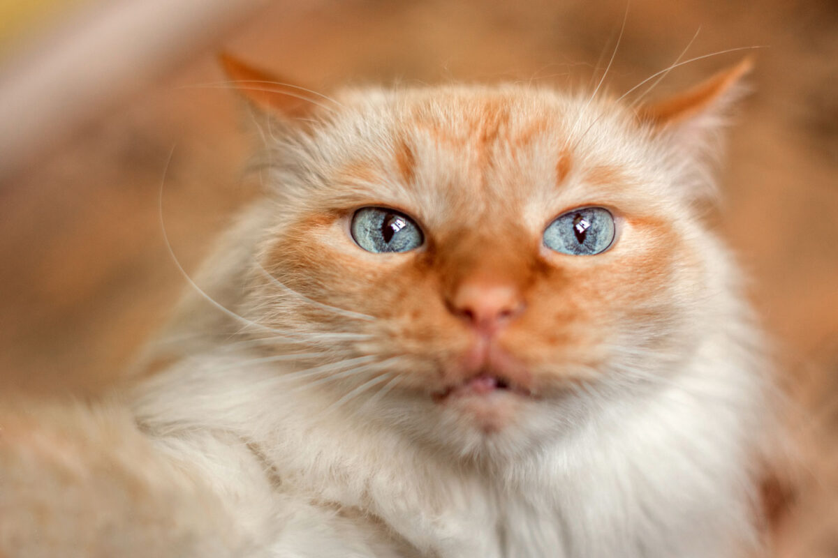 A red lynx point with blue eyes staring and holding a camera