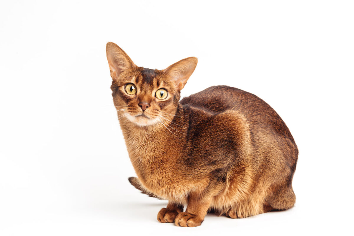 An Abyssiniian cat sitting on a white background
