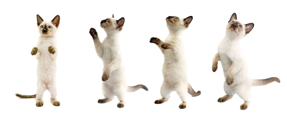 Four cute Siamese cat dancing on a white background