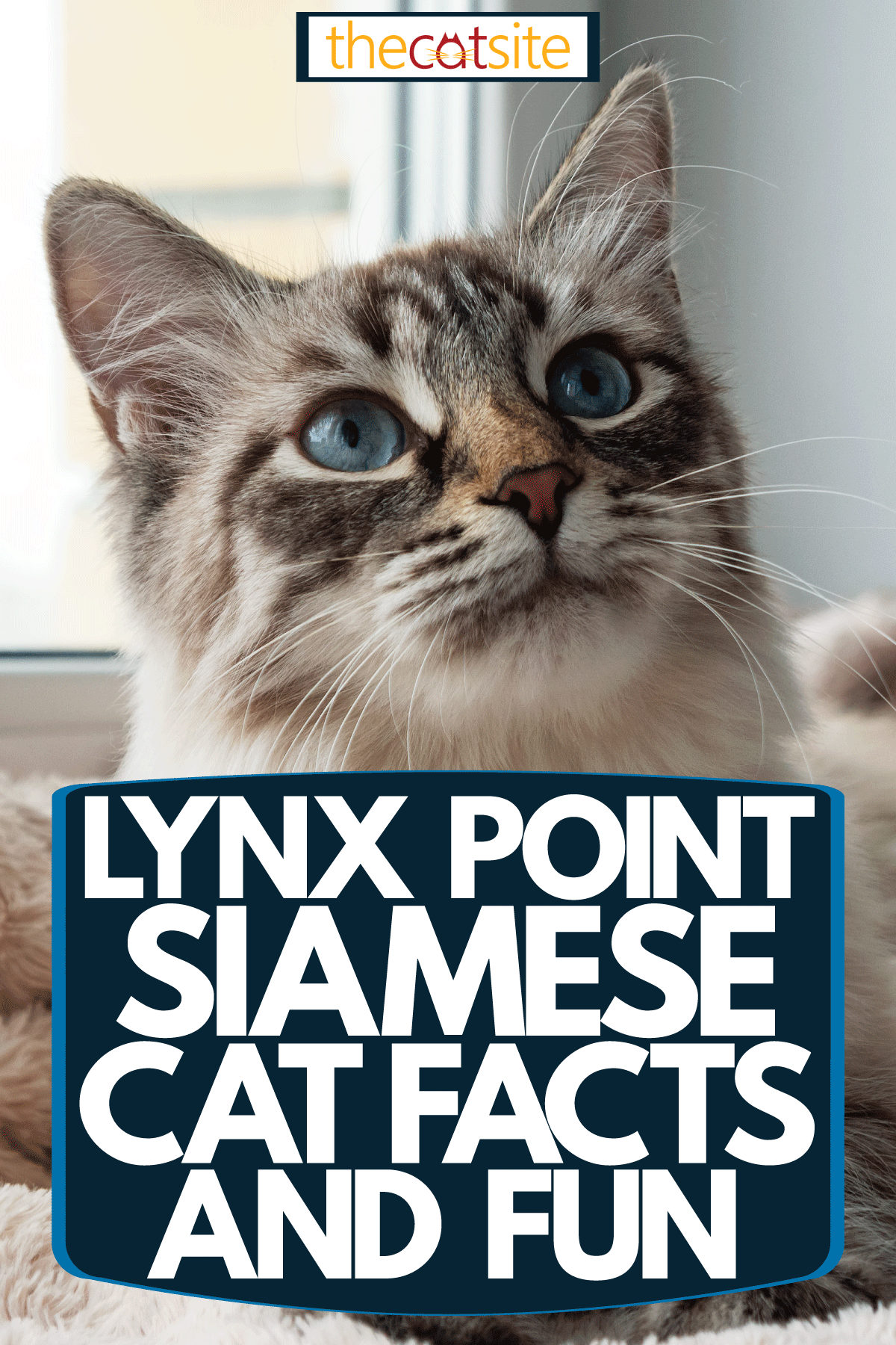 A beautiful Seal lynx point cat lying in bed and starring at something, Lynx Point Siamese Cat Facts And Fun