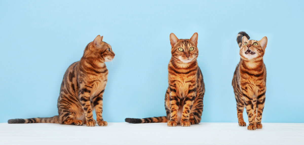Three Bengal cats photographed on different angles on a light blue background