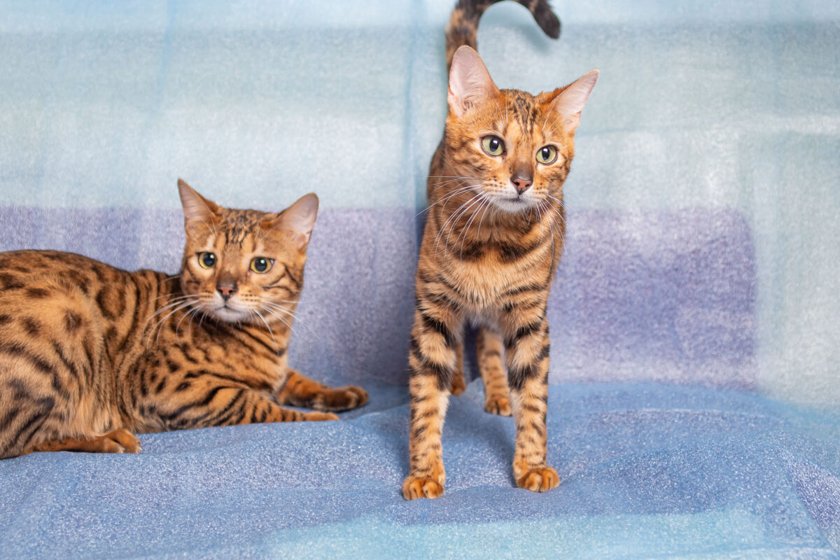 Two Bengal cat lying and standing on the sofa