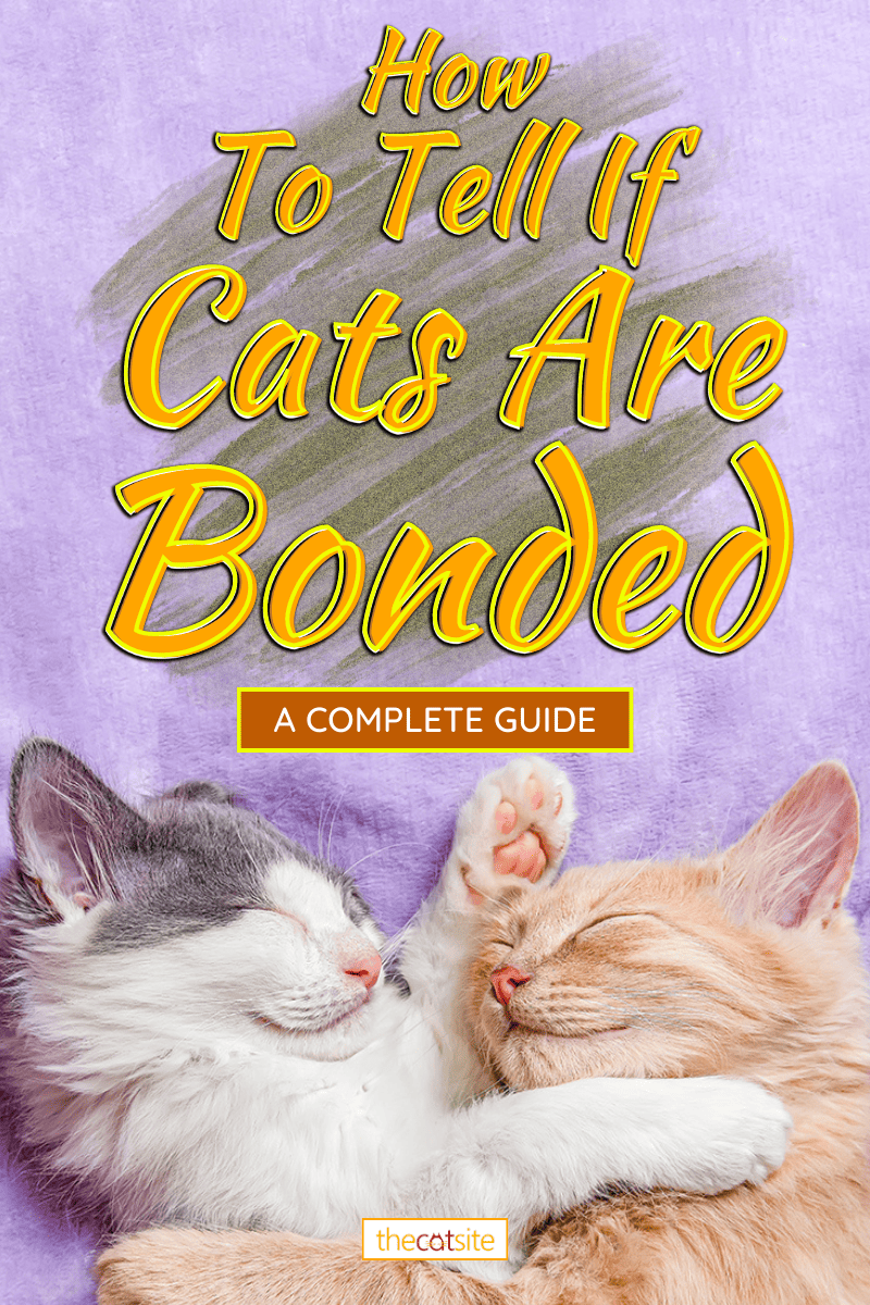 Two cats cuddling and hugging, How To Tell If Cats Are Bonded [A Complete Guide]