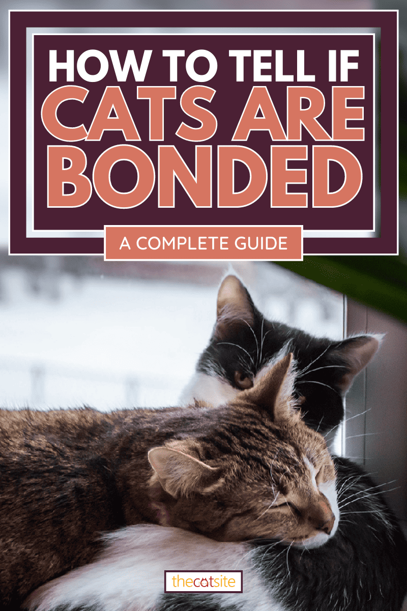 Two cats embrace each other, How To Tell If Cats Are Bonded [A Complete Guide]