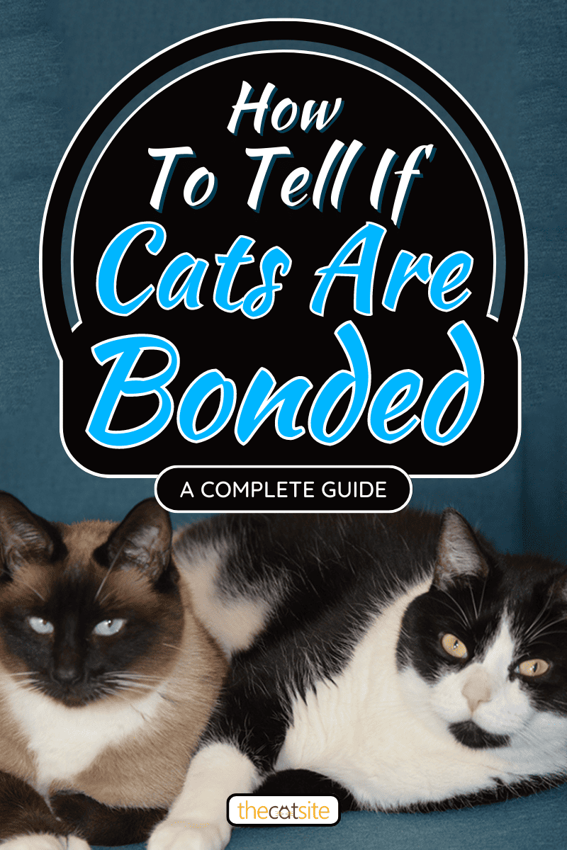 Two cats lay next to each other, How To Tell If Cats Are Bonded [A Complete Guide]