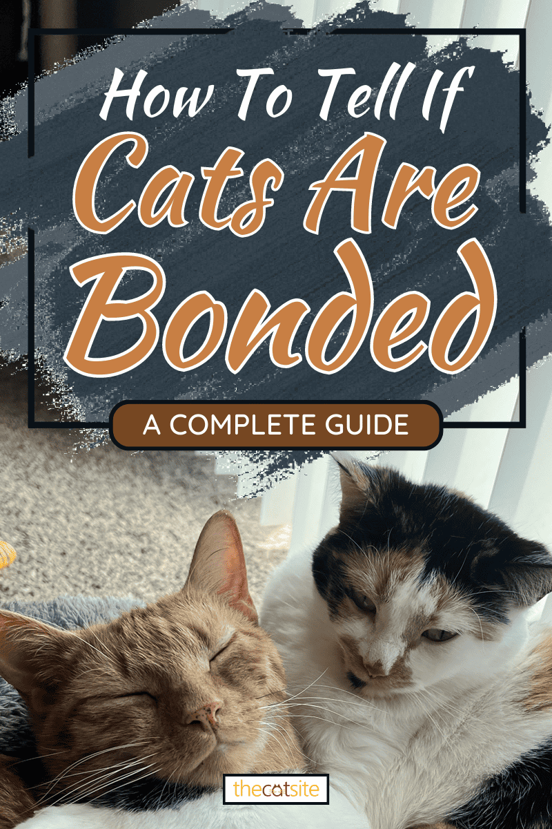 Two cute cats cuddling together, How To Tell If Cats Are Bonded [A Complete Guide]