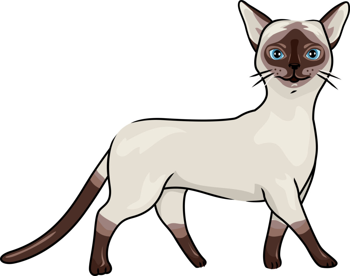 A Siamese cat drawing on a white background
