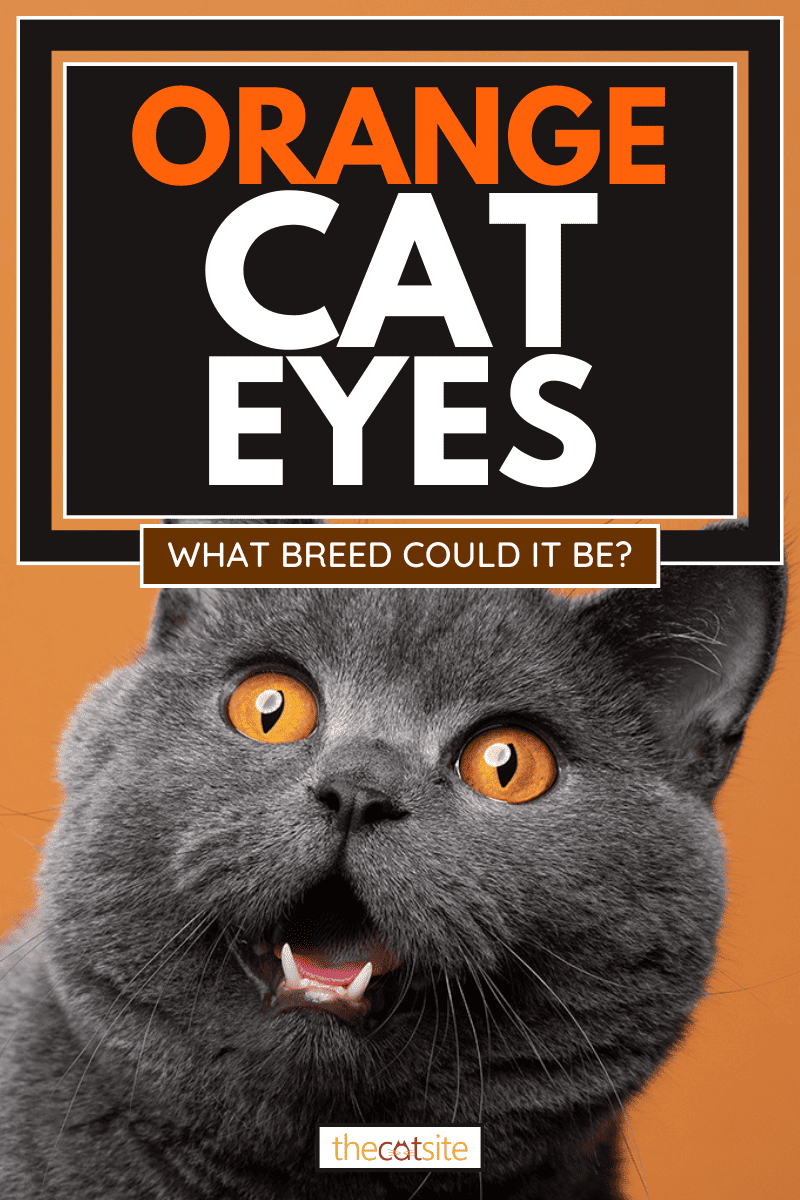 British shorthair cat portrait looking shocked, Orange Cat Eyes: What Breed Could It Be?