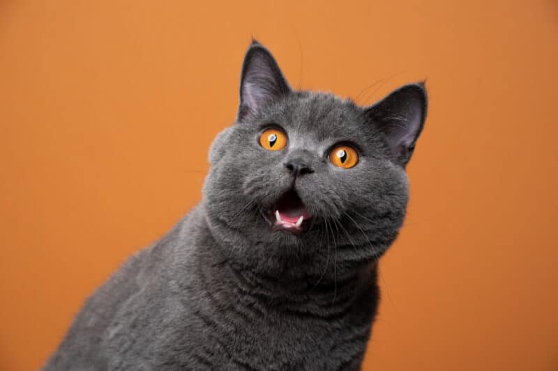 funny british shorthair cat portrait looking shocked or surprised on orange background with copy space
