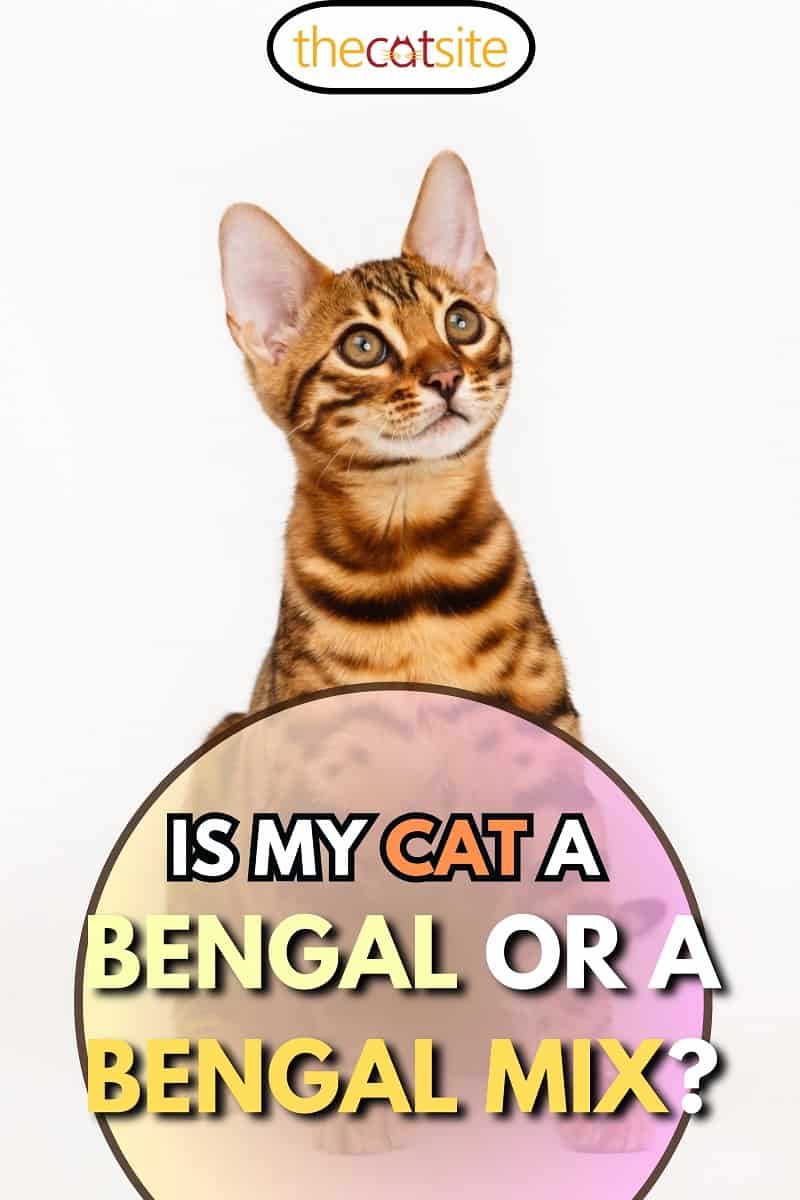 Bengal Cat looking up