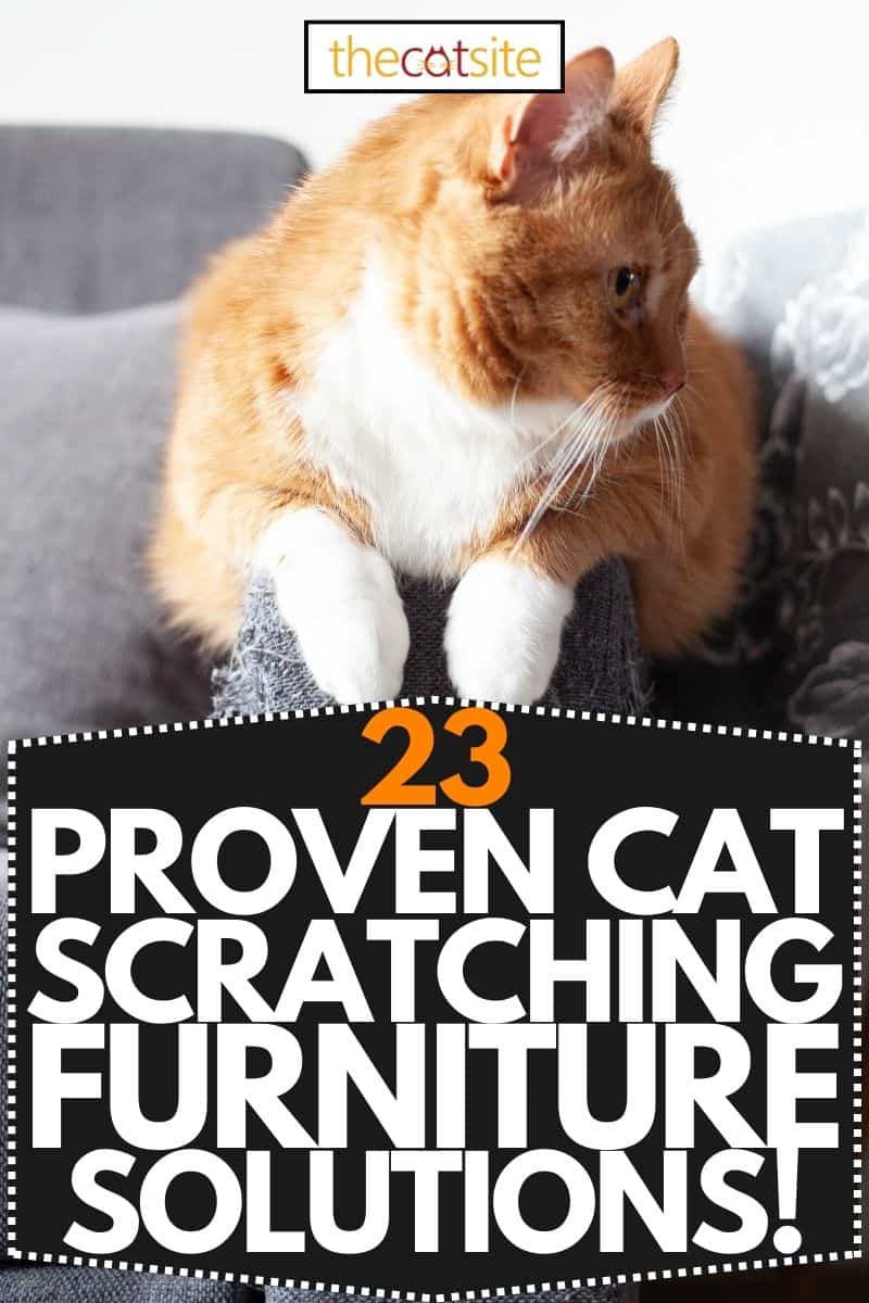 23 Proven Ways To Stop A Cat From Scratching Furniture