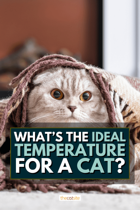 What’s The Ideal Temperature For A Cat?
