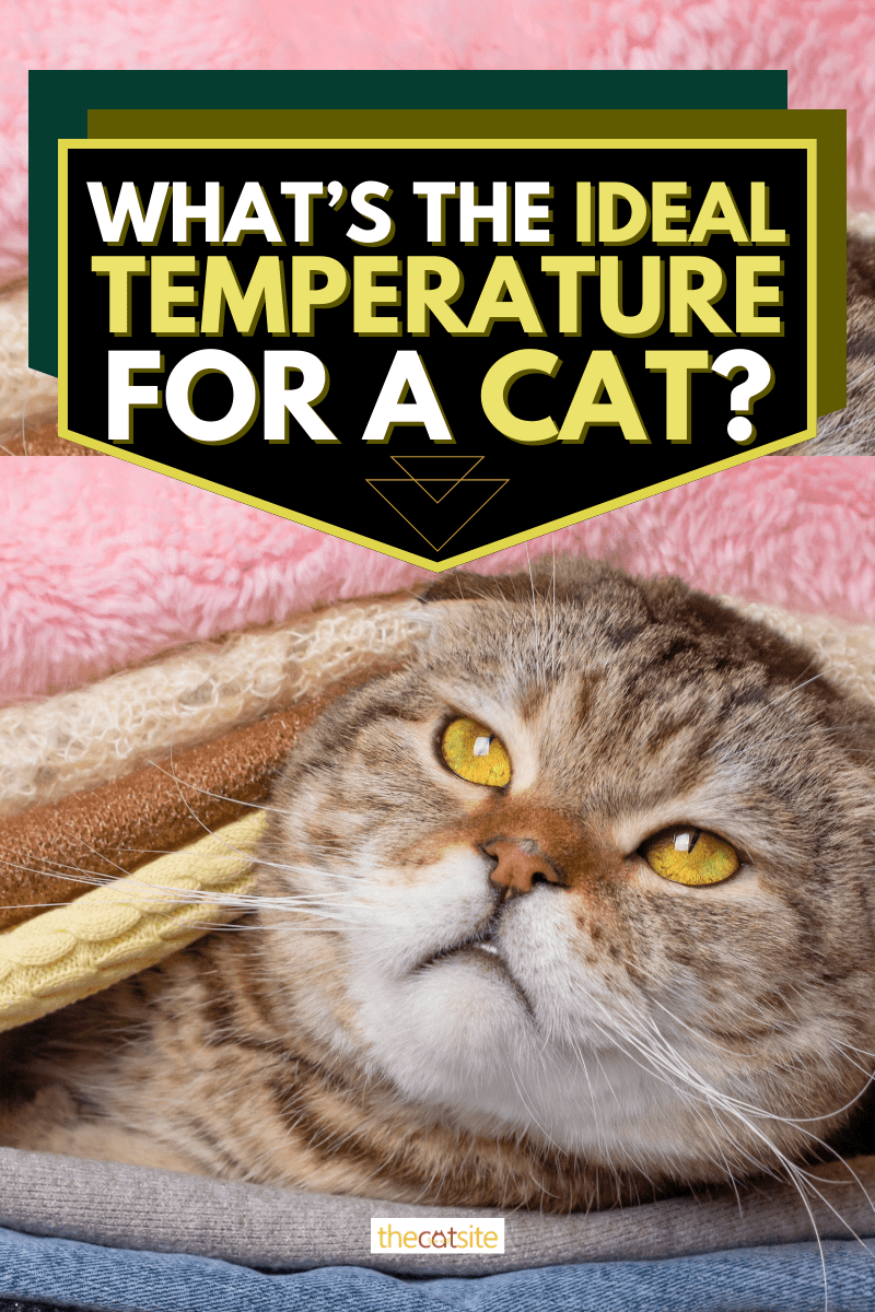 What’s The Ideal Temperature For A Cat?
