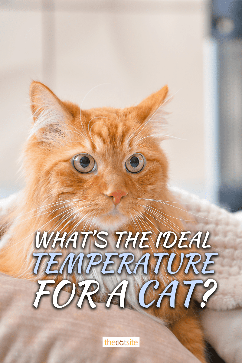 What’s The Ideal Temperature For A Cat?