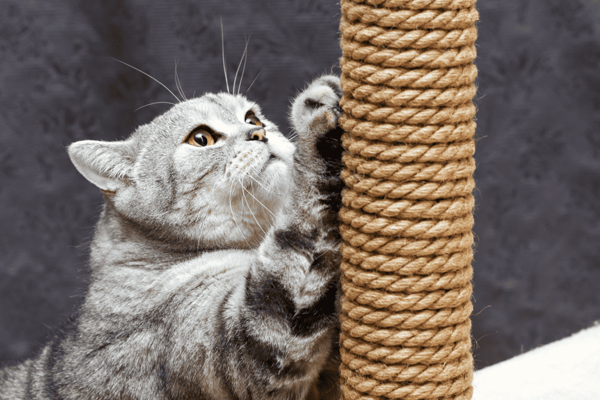 gray shorthair scottish striped cat scratching a brown post
23 Proven Ways To Stop A Cat From Scratching Furniture
