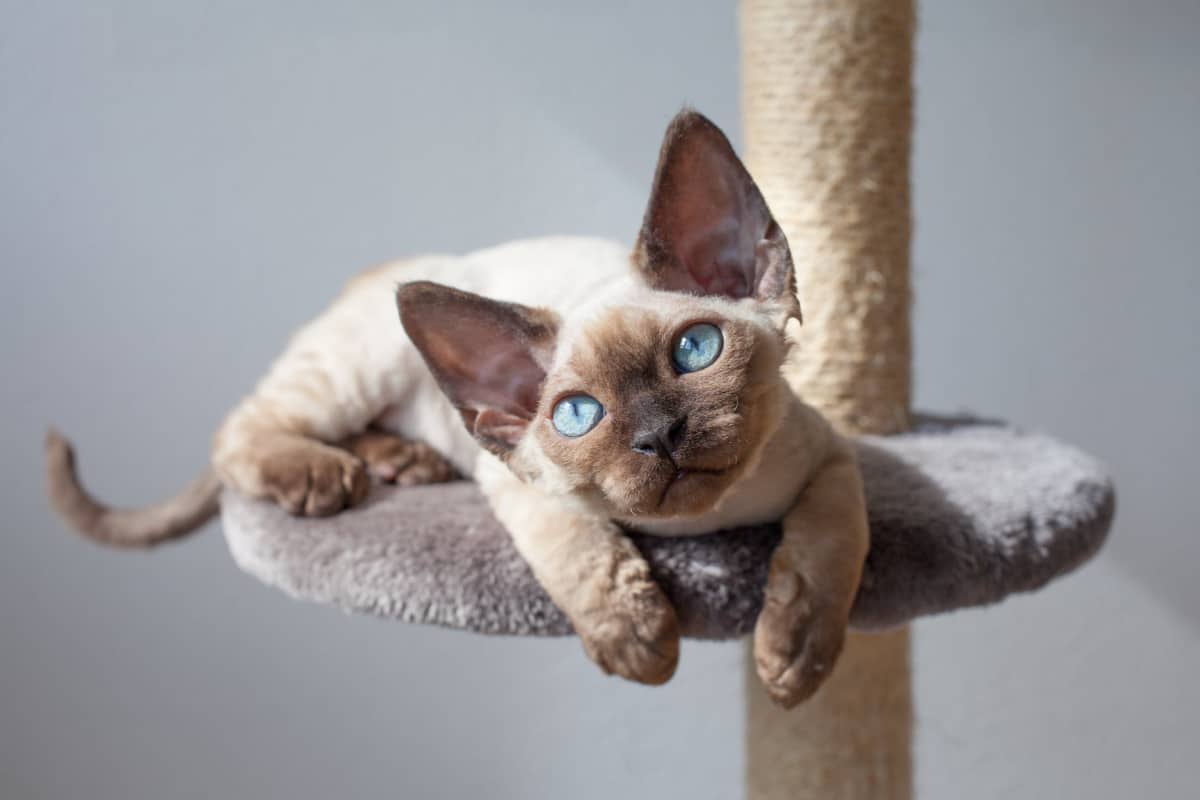 Beautiful kitten is sitting on the scratching post and enjoying the warmth of sunlight. Cat is sitting near the window. Pet Equipment, Accessories and supplies.
23 Proven Ways To Stop A Cat From Scratching Furniture
