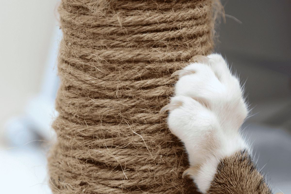 Cat Scratching.Claws on the scratching post
23 Proven Ways To Stop A Cat From Scratching Furniture

