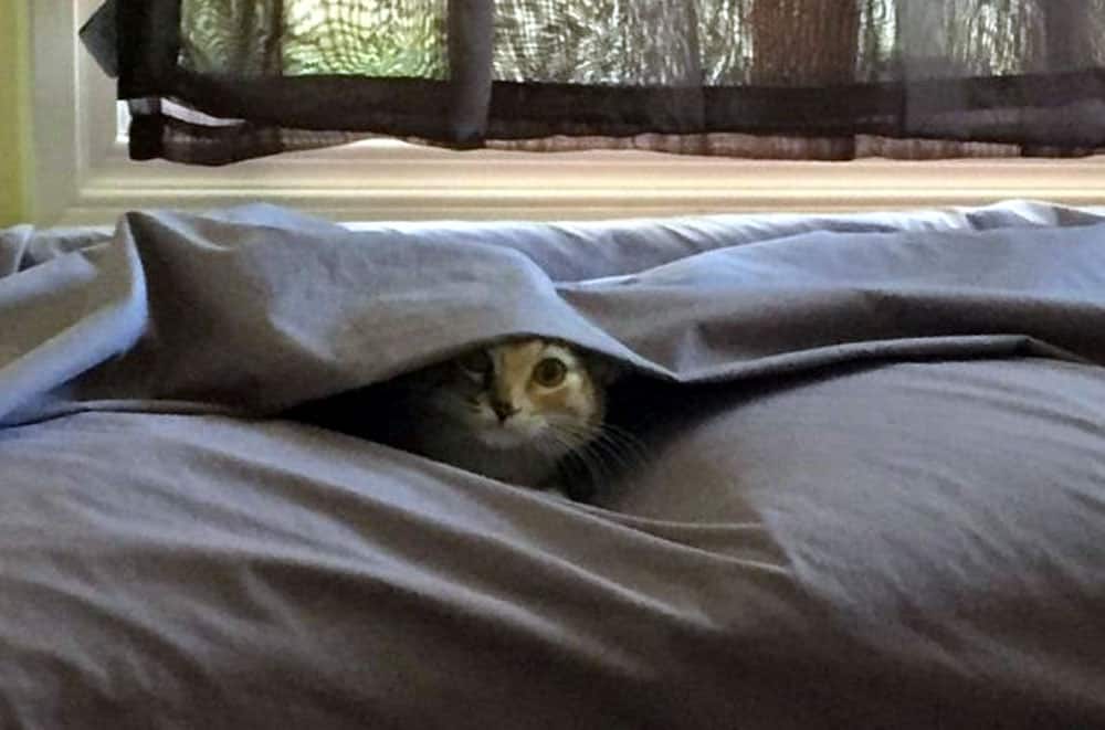 A sweet kitty hiding under a comforter