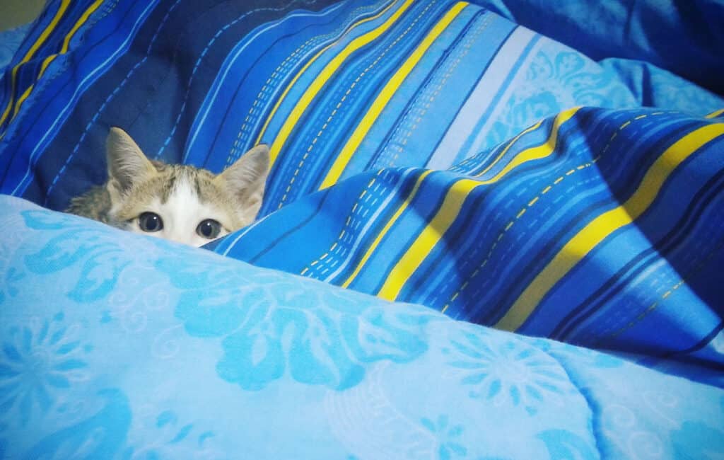 Orange and white kitty peeking out from a blue comforter
