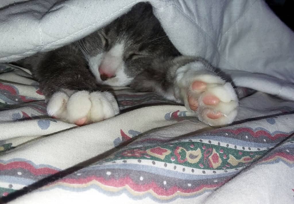 A grey and white kitty is hiding under a blanket and fell asleep
