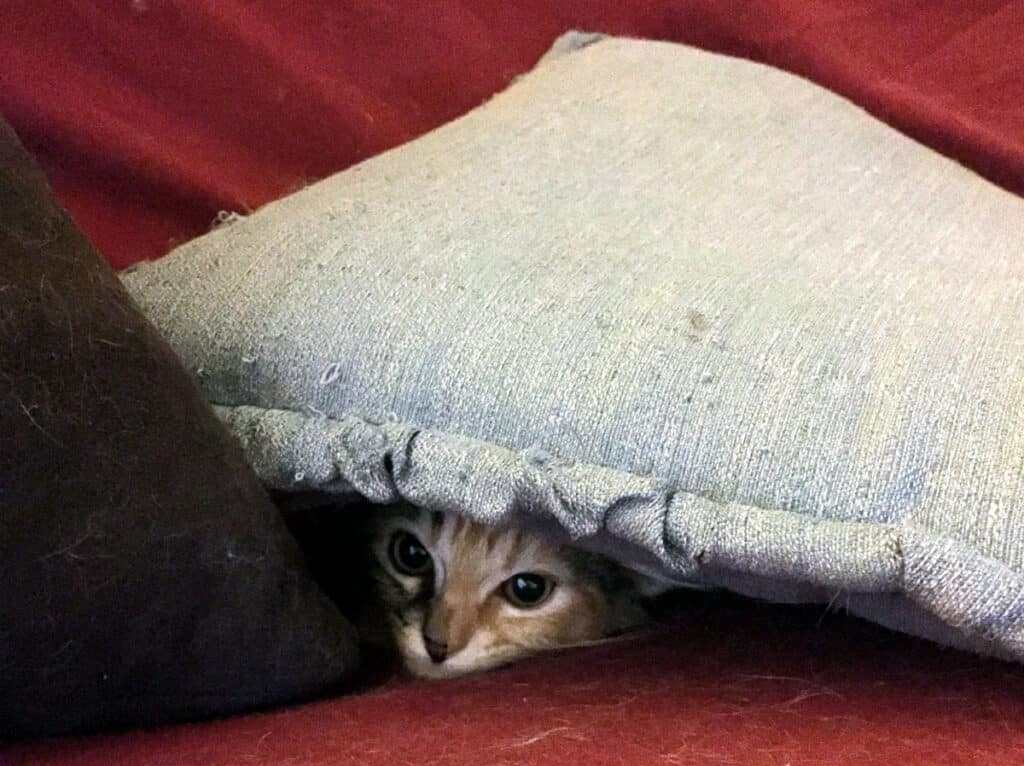 A tiny kitty is peeking out from under a pillow