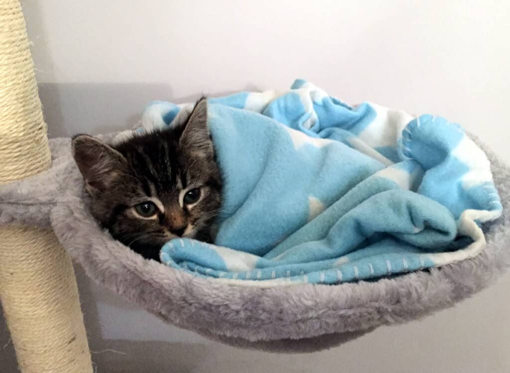A kitten is in a basket under a blanket on a cat tree