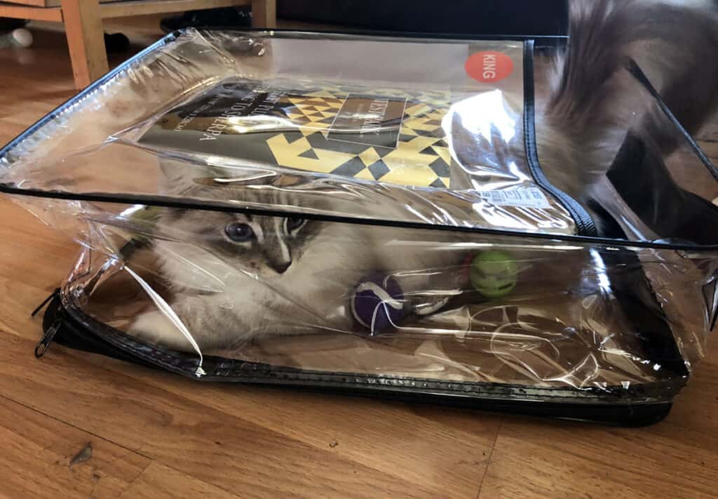 Kitty hiding in a comforter packaging
