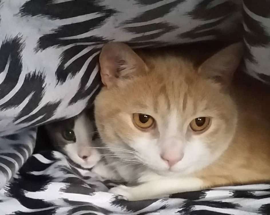 Two precious kitties are peeking out under the blanket