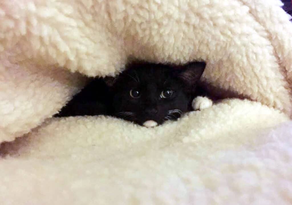 black kitten with white on feet peeking out under a blanket