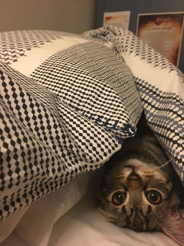 a kitty peeking out under a blanket - photos of adorable cats