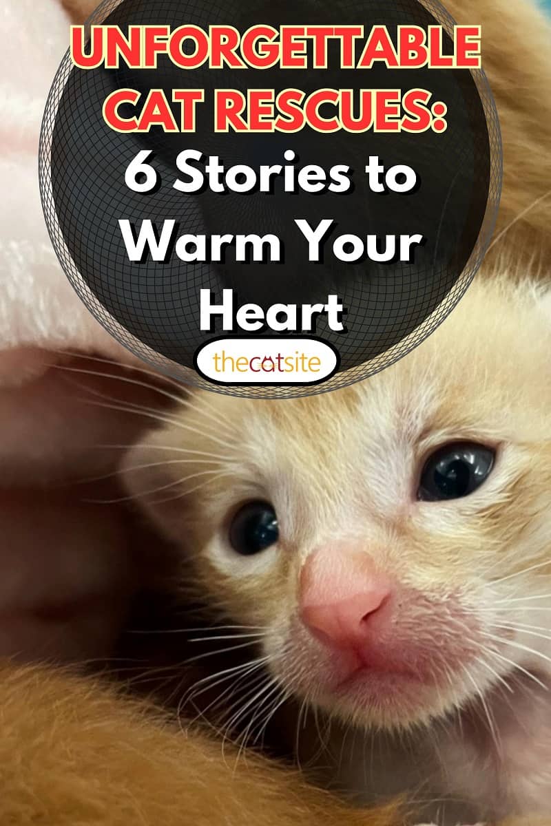 A new born kitten rests peacefully swaddled in a pink blanket, Unforgettable Cat Rescues: 6 Stories to Warm Your Heart