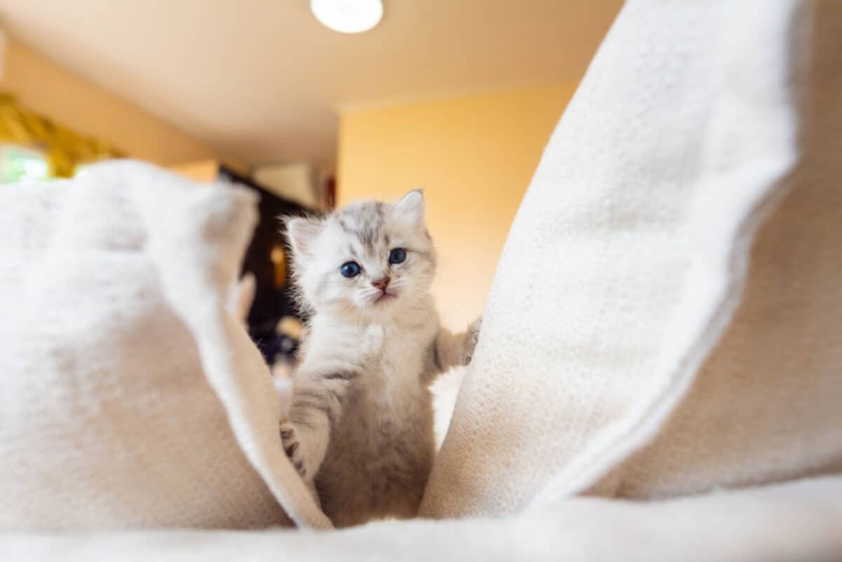 Kitten exploring between couch cushions