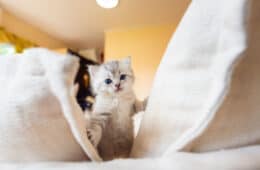 Kitten exploring couch