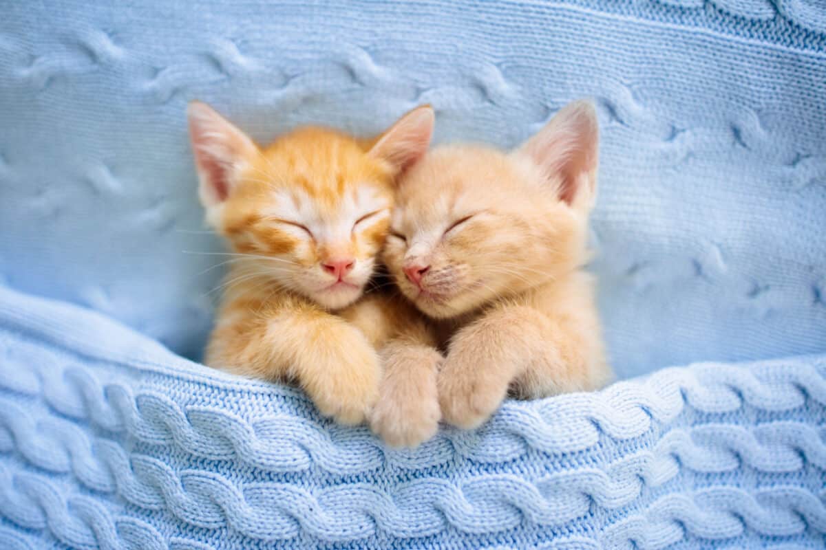 Two kittens nestled in an blanket