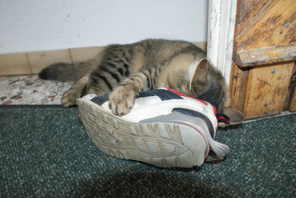 Cat with its head inside an old sneaker