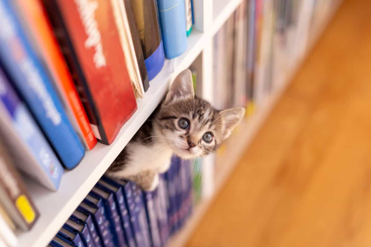 Kitten in book case